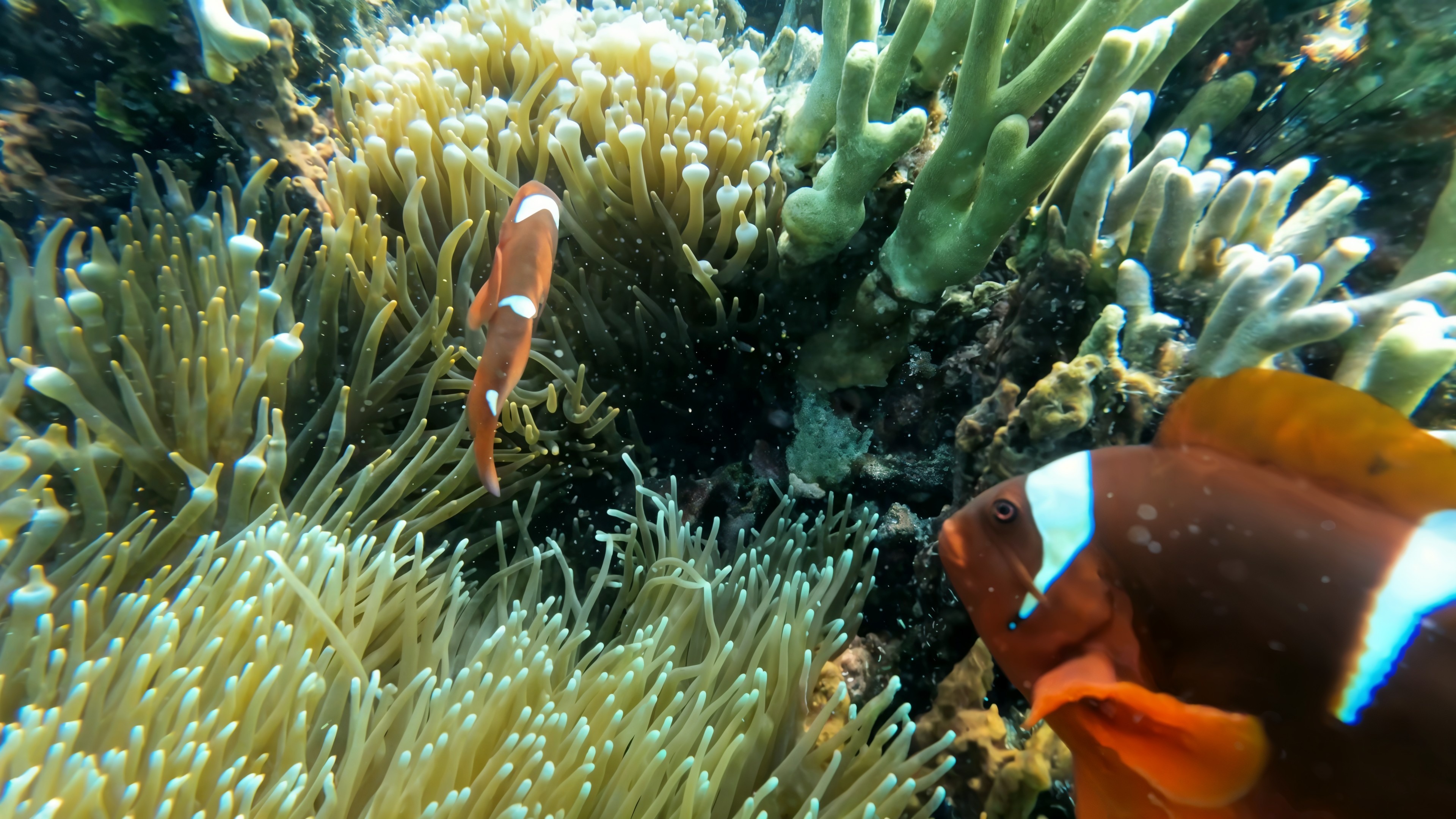 Anemone Garden