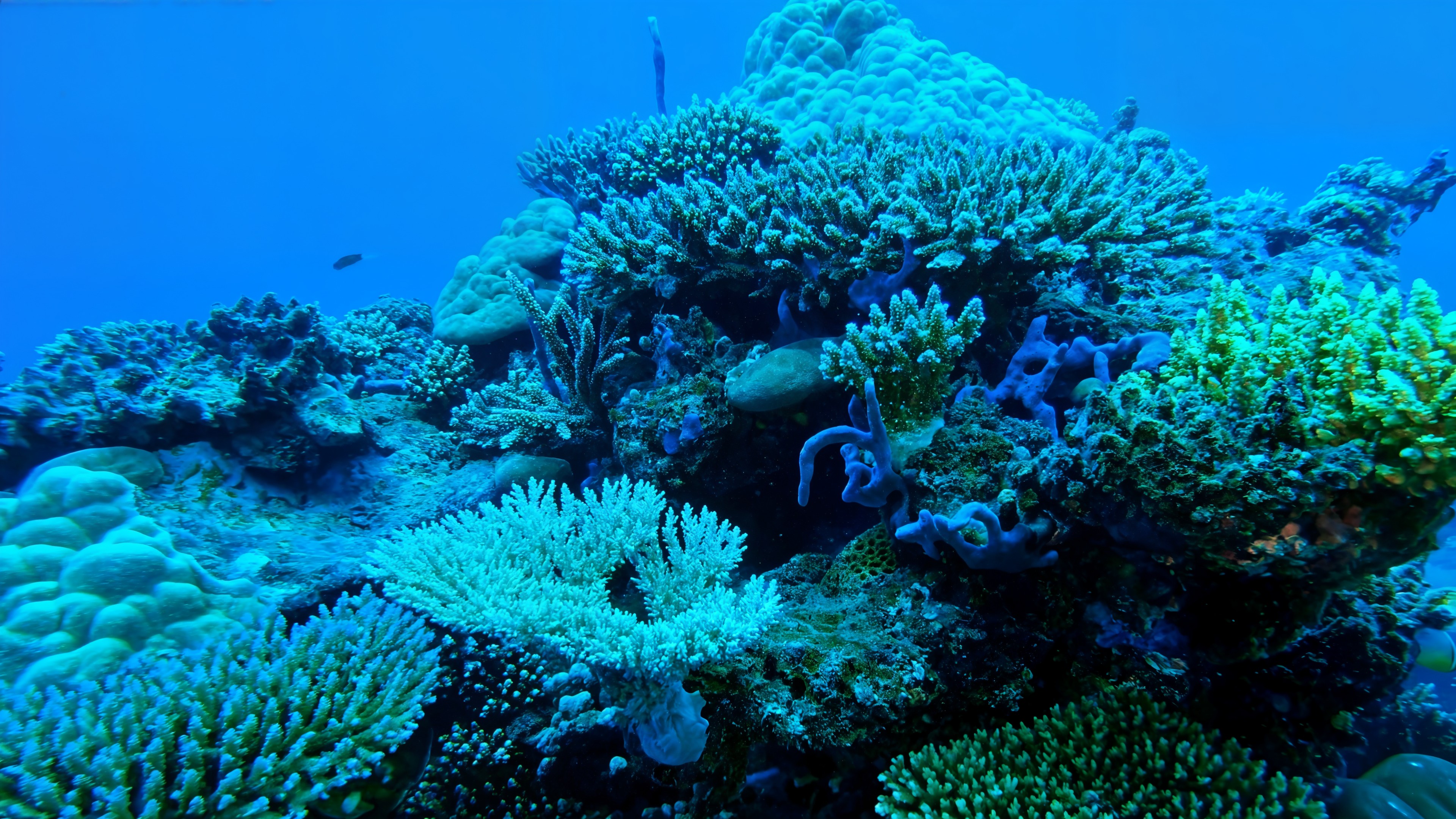 Coral Pillars