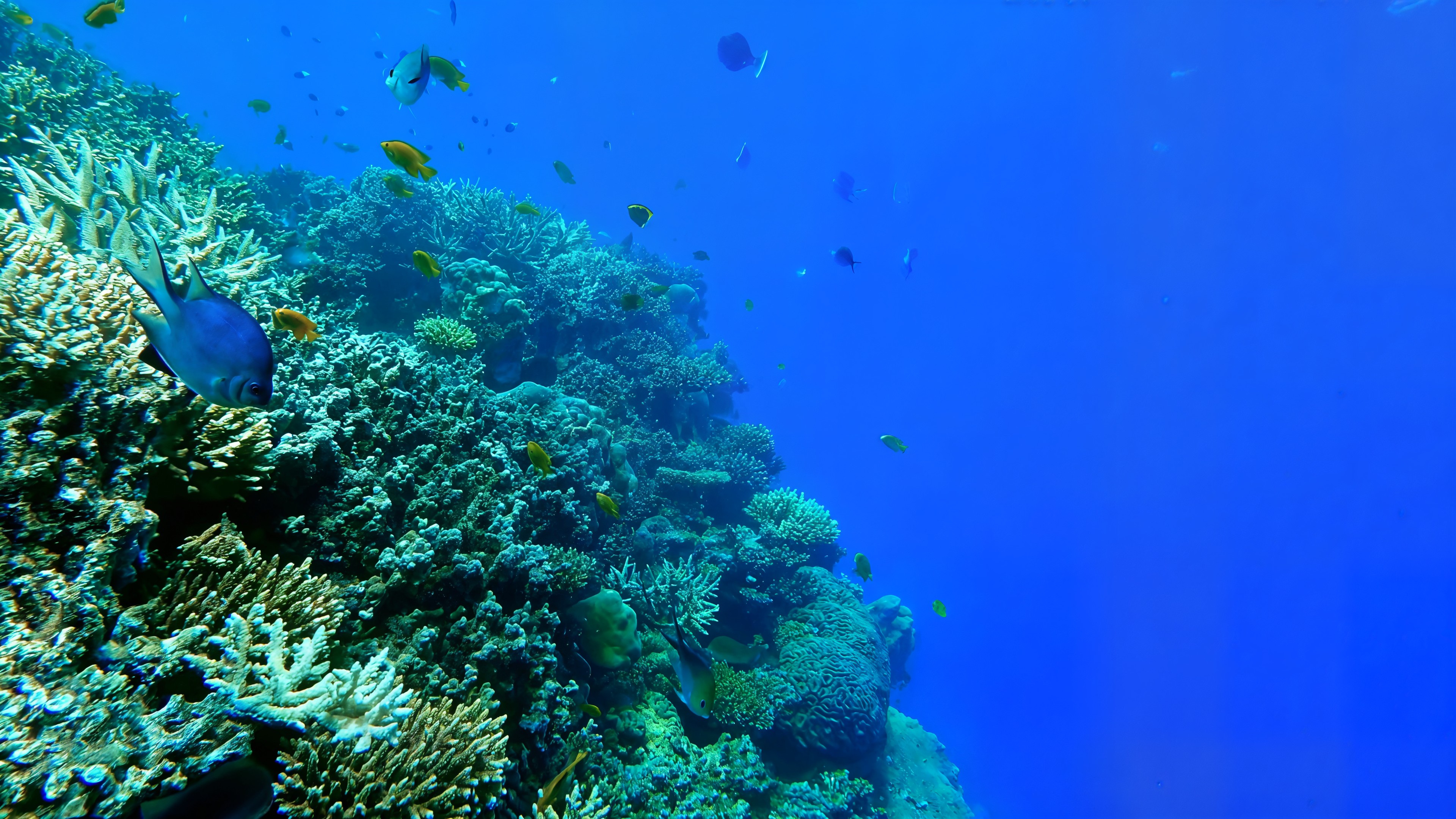 Coral by Daylight