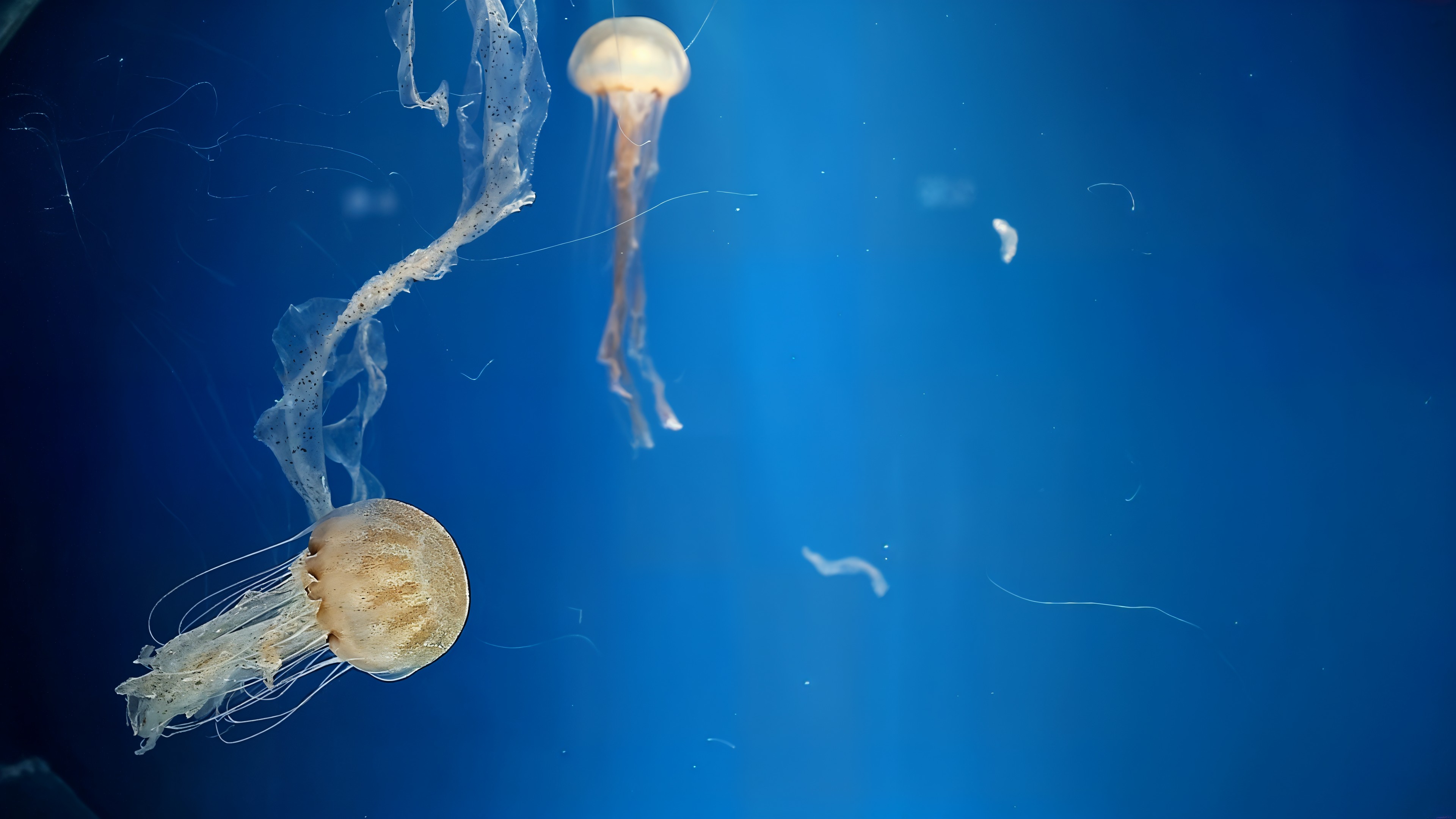 Jellyfish, Top of the Column