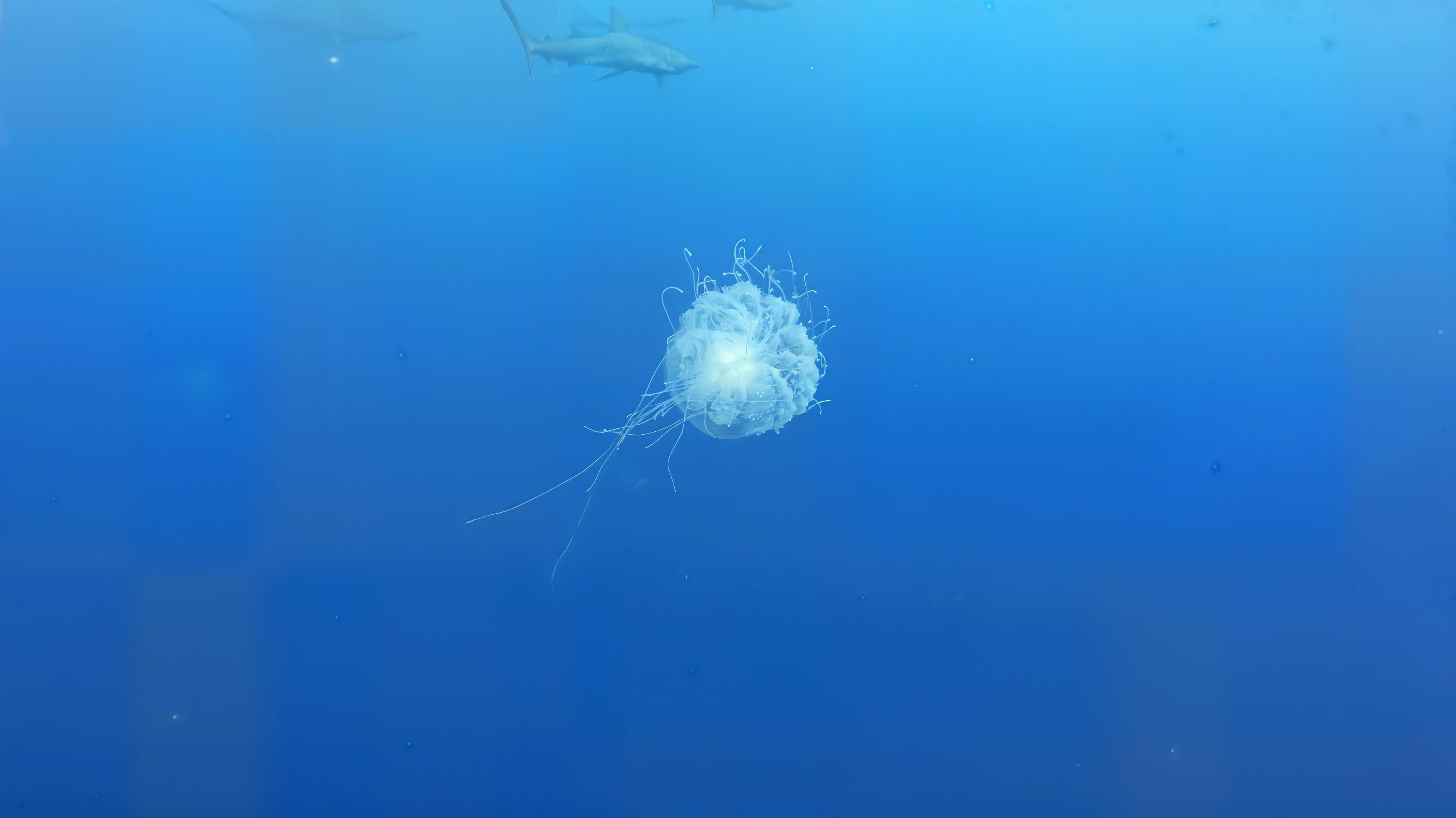 Deep Jelly