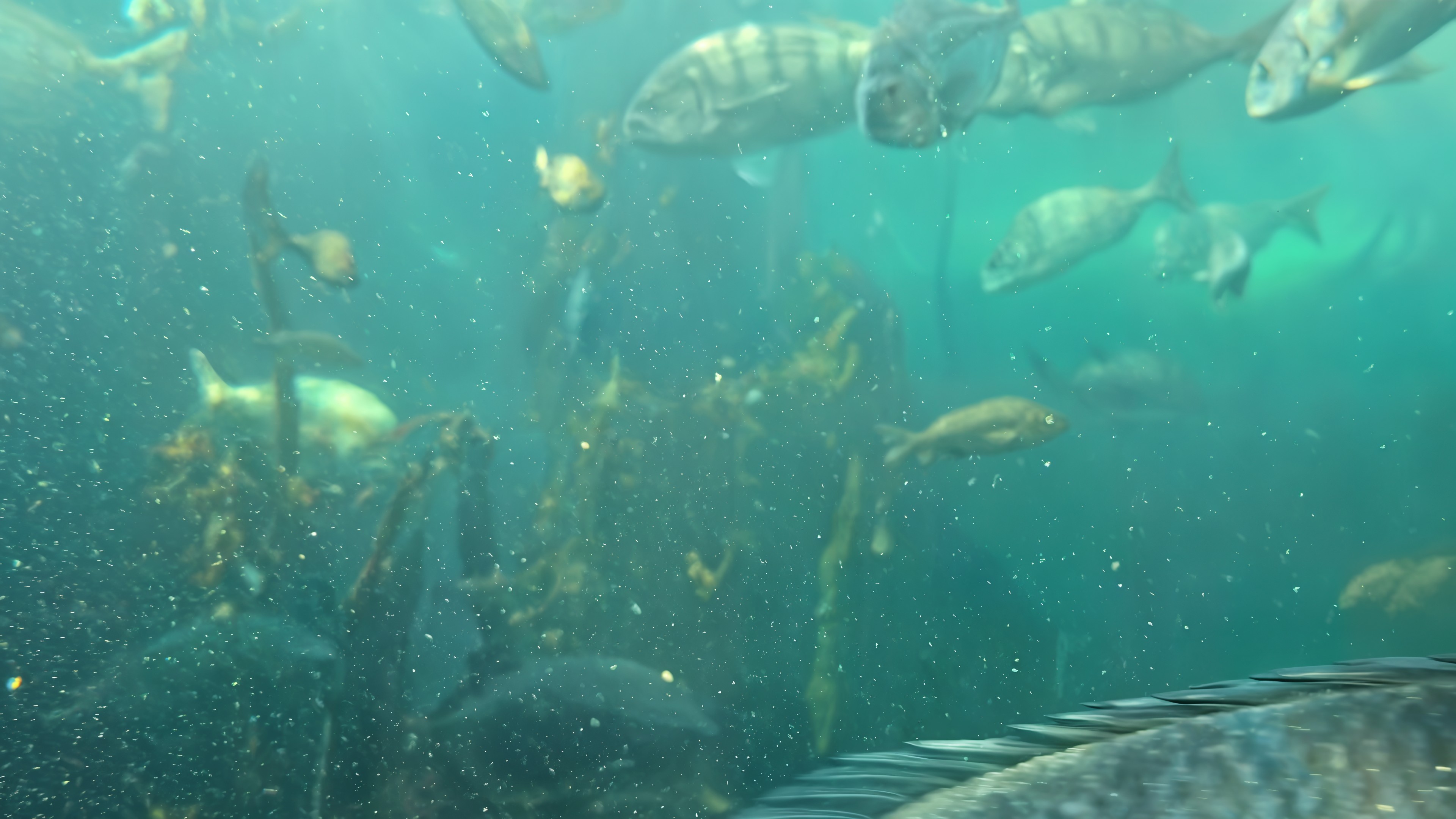 Through the Kelp