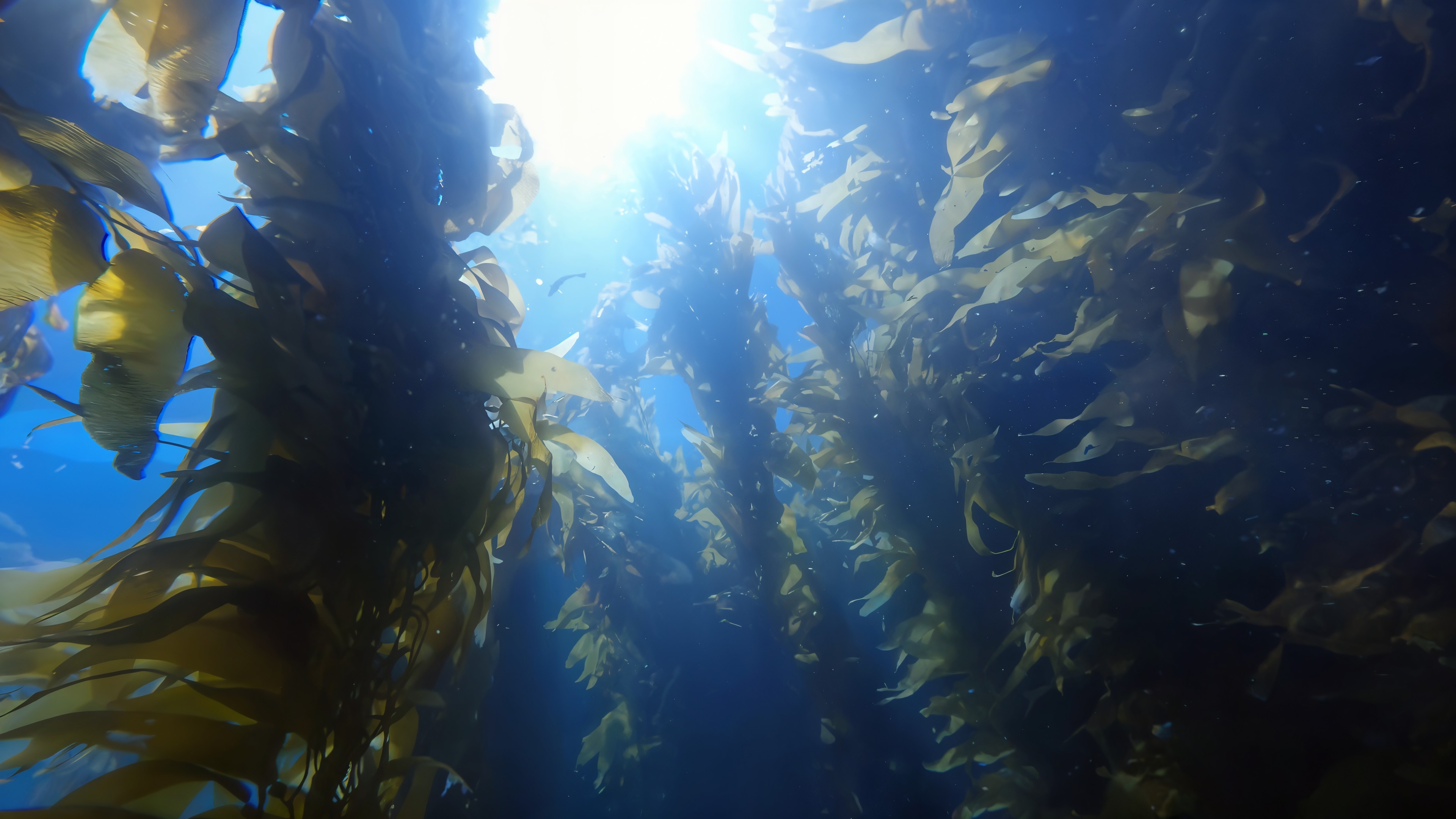 Kelp Forest Shafts