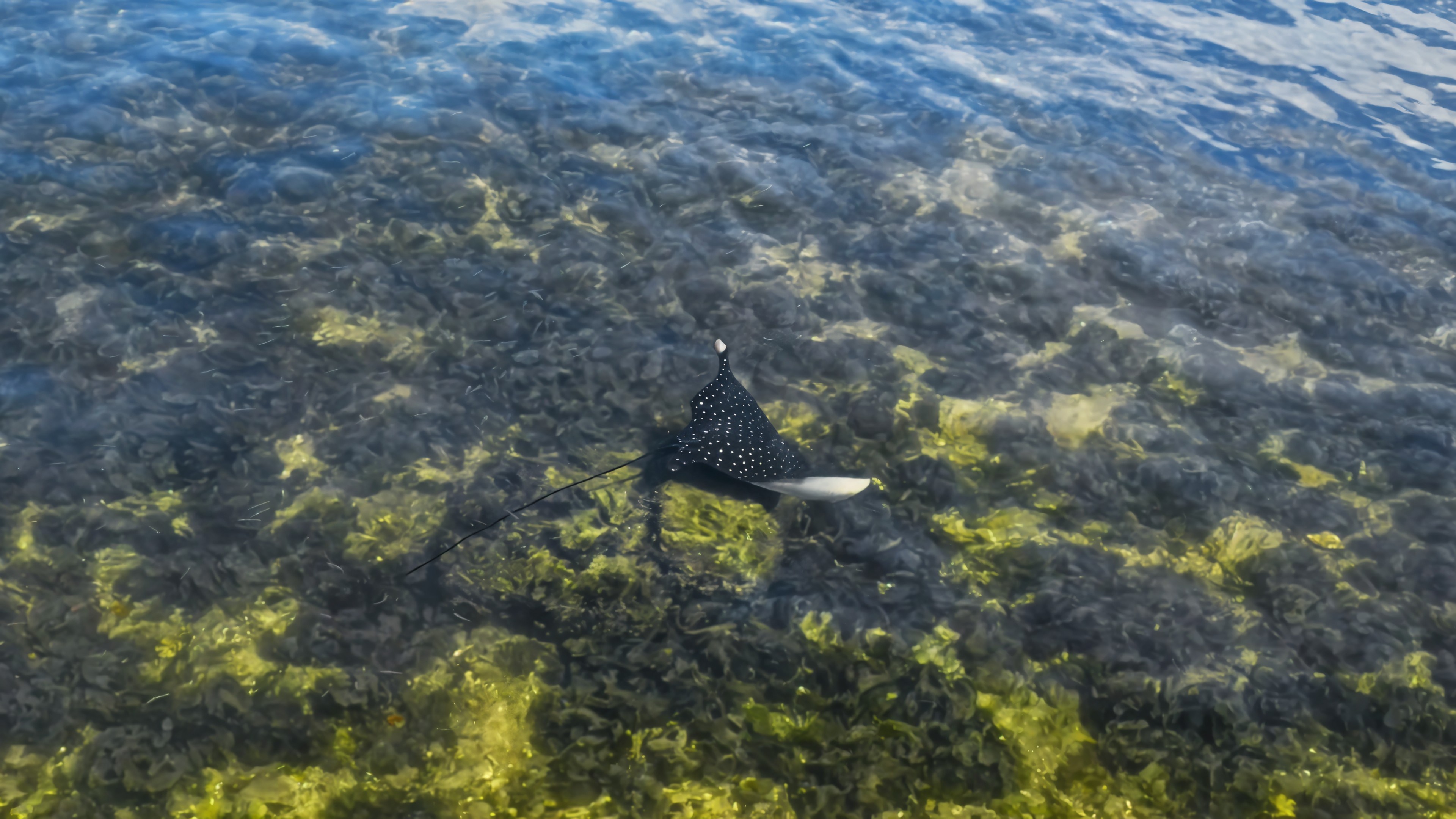 The Ray