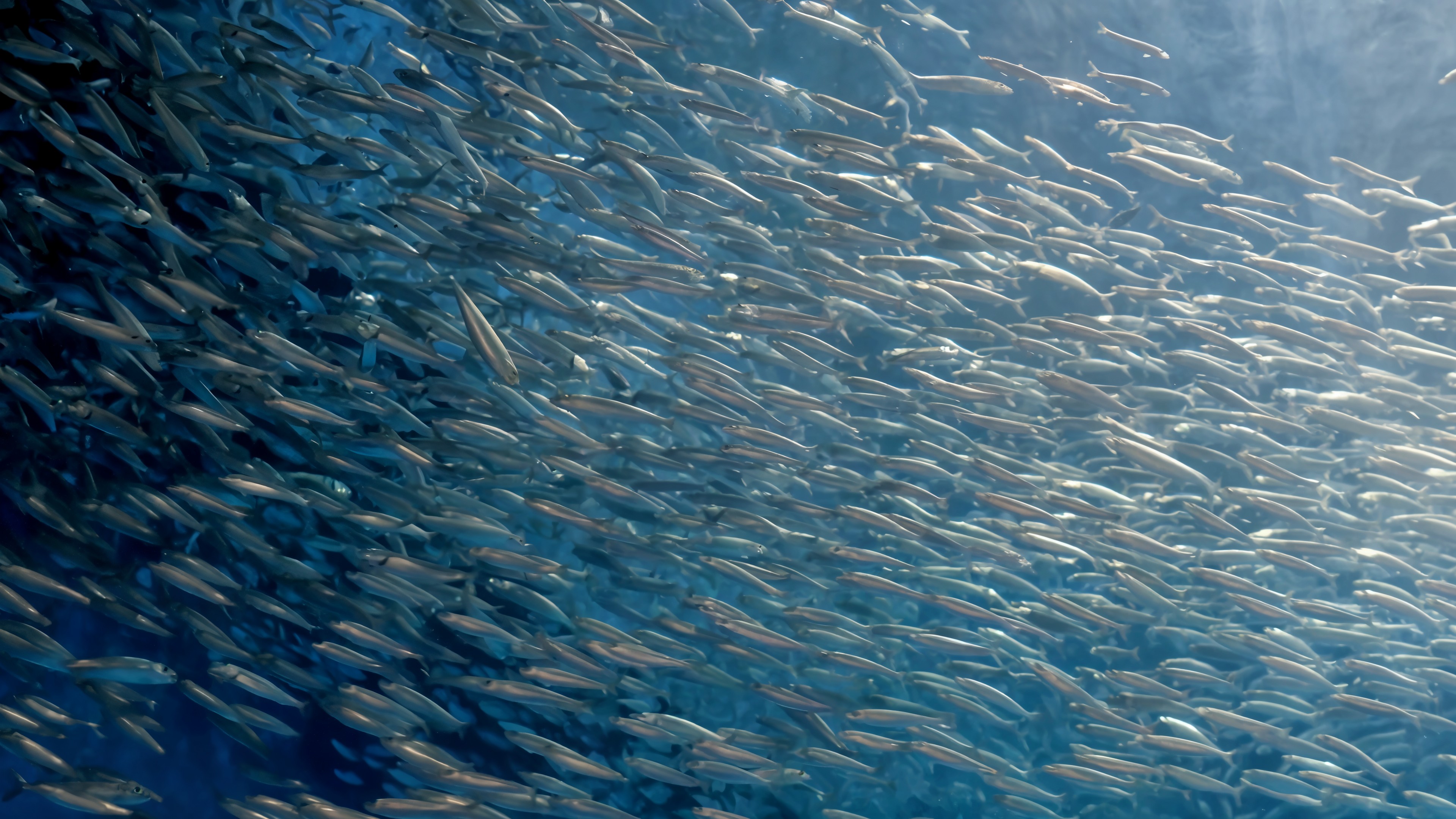The Shoal