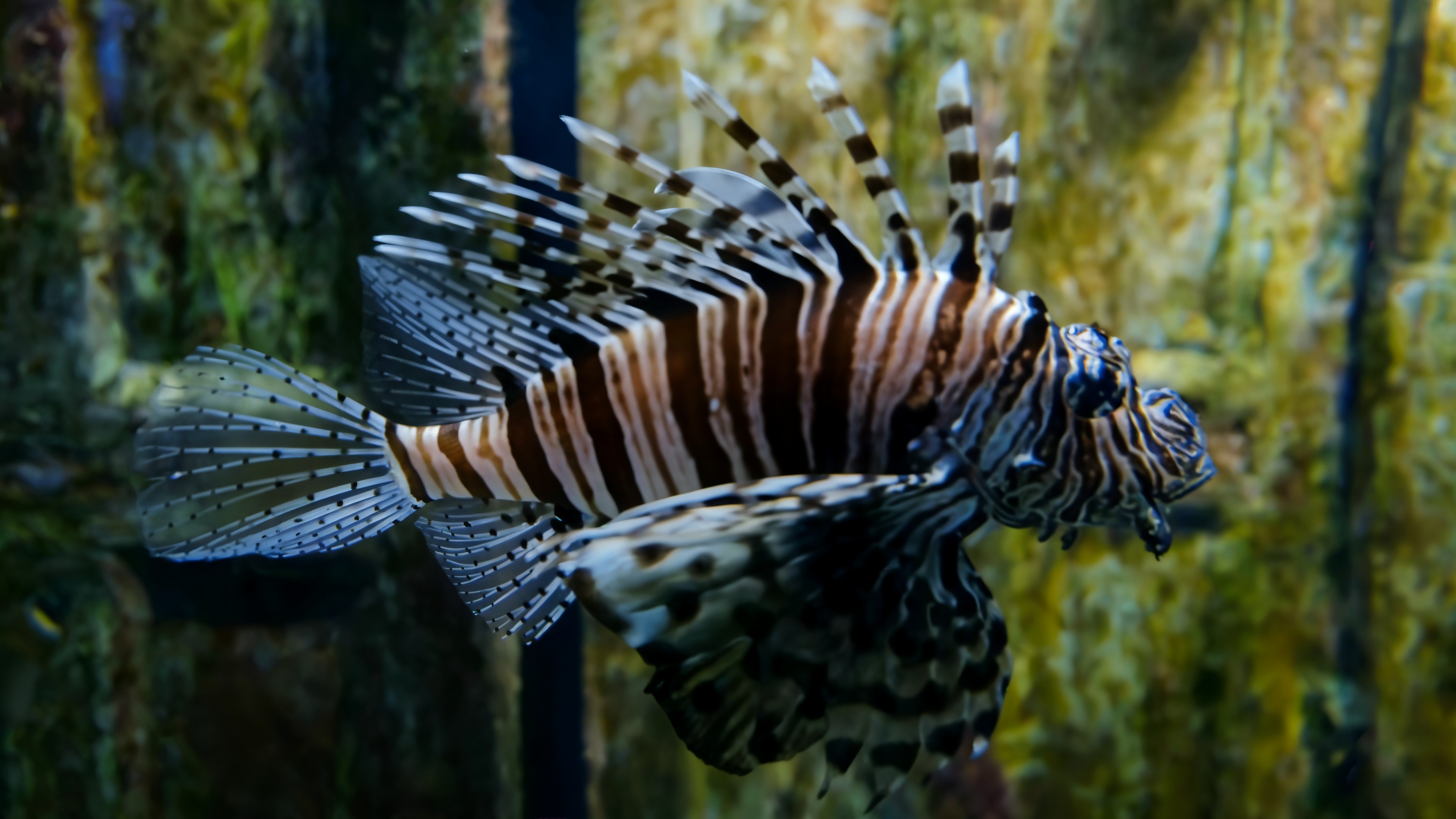 Single Fish